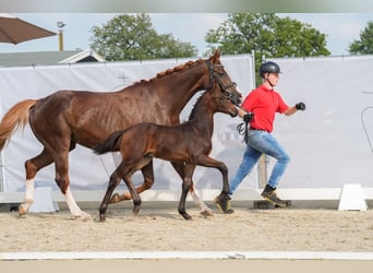 Westphalian, Stallion, Foal (06/2024), Smoky-Black