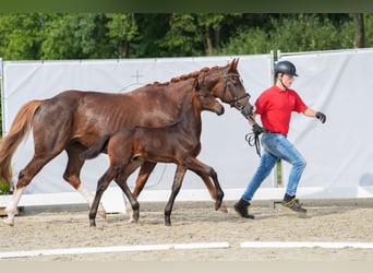 Westfale, Hengst, Fohlen (06/2024), Schwarzbrauner