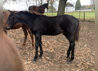 Westphalian, Stallion, Foal (06/2024), Smoky-Black