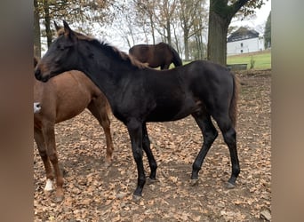 Westphalian, Stallion, Foal (06/2024), Smoky-Black