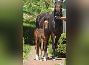 Westphalian, Stallion, Foal (05/2023), Smoky-Black