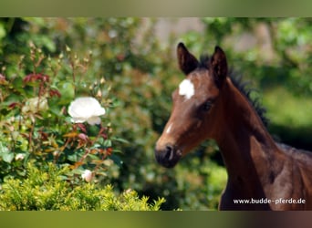 Westphalian, Stallion, Foal (05/2023), Smoky-Black
