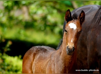Westphalian, Stallion, Foal (05/2023), Smoky-Black