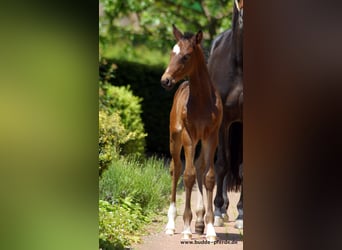 Westphalian, Stallion, Foal (05/2023), Smoky-Black