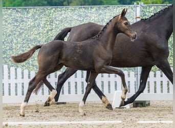 Westphalian, Stallion, Foal (03/2026), Smoky-Black