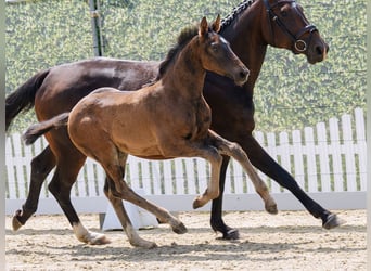 Westphalian, Stallion, Foal (04/2026), Smoky-Black