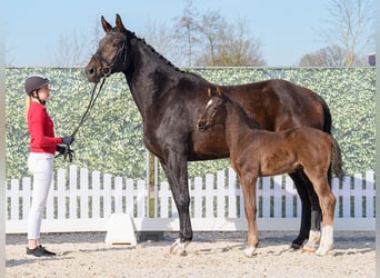 Westphalian, Stallion, , Smoky-Black
