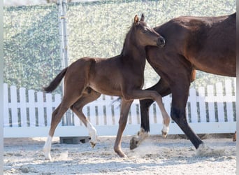 Westphalian, Stallion, , Smoky-Black