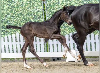 Westphalian, Stallion, Foal (04/2026), Smoky-Black