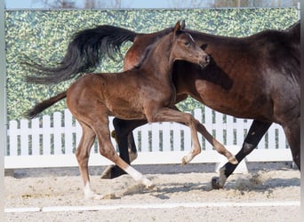 Westphalian, Stallion, , Smoky-Black