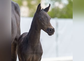 Westphalian, Stallion, Foal (03/2024), Smoky-Black