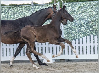 Westphalian, Stallion, Foal (04/2025), Smoky-Black