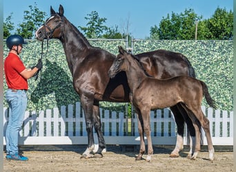 Westphalian, Stallion, , Smoky-Black