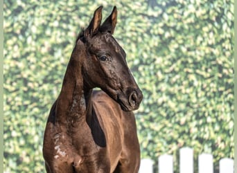 Westphalian, Stallion, Foal (05/2025), Smoky-Black