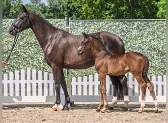 Westphalian, Stallion, , Smoky-Black