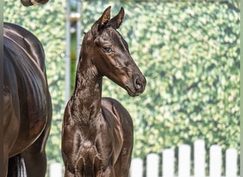 Westphalian, Stallion, , Smoky-Black