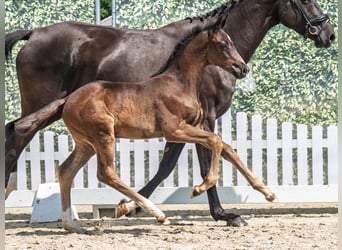 Westphalian, Stallion, , Smoky-Black