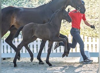 Westphalian, Stallion, Foal (05/2025), Smoky-Black