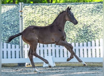 Westphalian, Stallion, , Smoky-Black