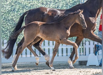 Westphalian, Stallion, , Smoky-Black