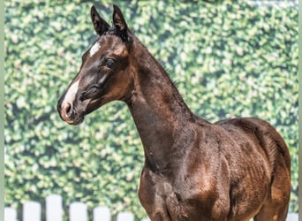 Westphalian, Stallion, Foal (04/2025), Smoky-Black