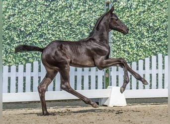 Westphalian, Stallion, , Smoky-Black