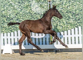Westphalian, Stallion, Foal (05/2025), Smoky-Black