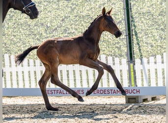 Westphalian, Stallion, Foal (05/2026), Smoky-Black