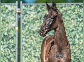 Westphalian, Stallion, , Smoky-Black