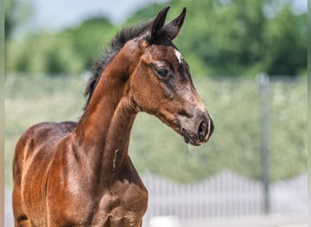 Westphalian, Stallion, , Smoky-Black