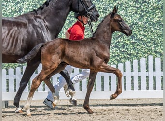Westphalian, Stallion, Foal (04/2025), Smoky-Black