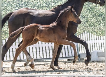 Westphalian, Stallion, , Smoky-Black