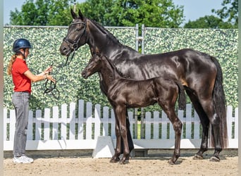 Westphalian, Stallion, , Smoky-Black