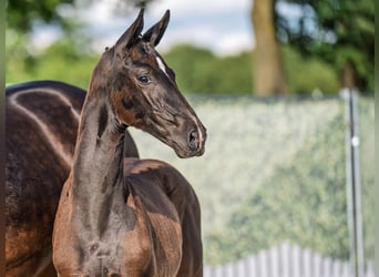 Westphalian, Stallion, Foal (04/2025), Smoky-Black