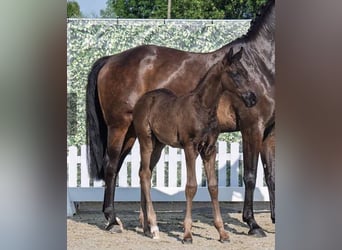Westphalian, Stallion, Foal (04/2025), Smoky-Black