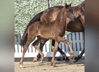 Westphalian, Stallion, Foal (04/2025), Smoky-Black