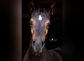 Westphalian, Stallion, Foal (04/2024), Smoky-Black