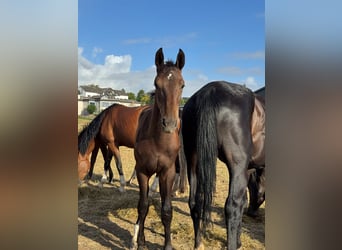Westphalian, Stallion, Foal (02/2026), Smoky-Black