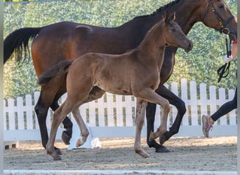 Westphalian, Stallion, Foal (01/2026), Smoky-Black