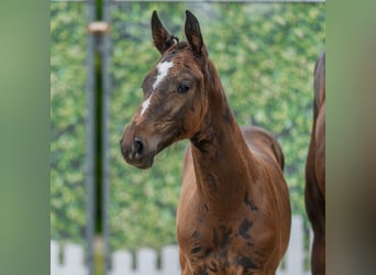 Westphalian, Stallion, Foal (05/2026), Smoky-Black