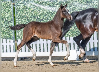 Westphalian, Stallion, Foal (03/2025), Smoky-Black