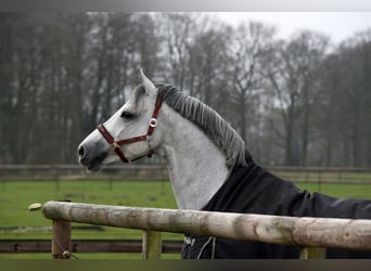 Westphalian, Stallion, 21 years, 17 hh, Gray