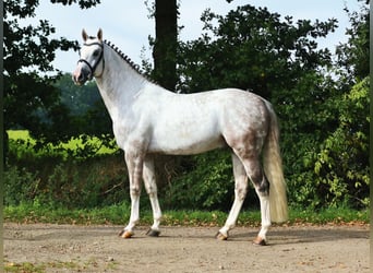 Westphalian, Stallion, 14 years, 16.2 hh, Gray