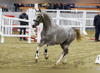 Westphalian, Stallion, 7 years, 16.1 hh, Gray