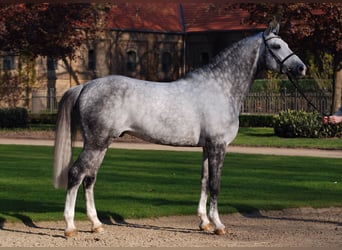 Westphalian, Stallion, 22 years, 17 hh, Grey