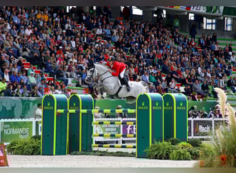 Westphalian, Stallion, 22 years, 17 hh, Grey