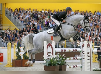 Westphalian, Stallion, 22 years, 17 hh, Grey