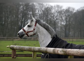 Westphalian, Stallion, 22 years, 17 hh, Grey