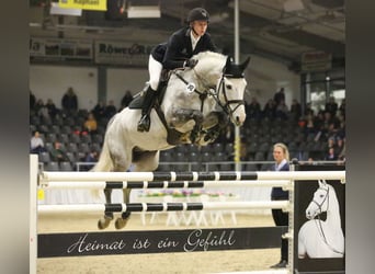 Westphalian, Stallion, 9 years, 16,2 hh, Grey