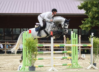 Westphalian, Stallion, 9 years, 16,2 hh, Grey